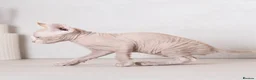 Sphynx cats for sale: Rare tabby champion Sphynx kittens  - Advert 9