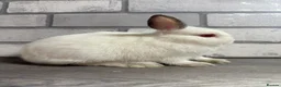 Netherland Dwarf rabbits for sale: Netherland Dwarf Baby Bunny - Advert 6