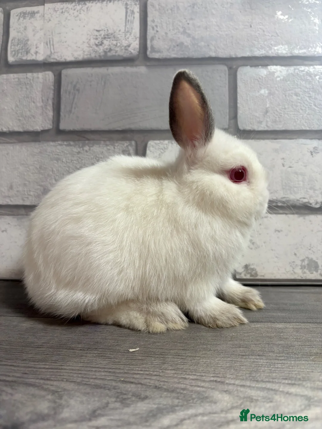 Netherland Dwarf rabbits for sale: Netherland Dwarf Baby Bunny - Advert 6