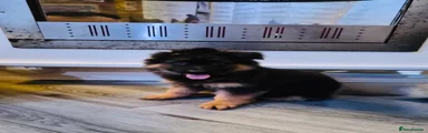 German Shepherd Puppy 9