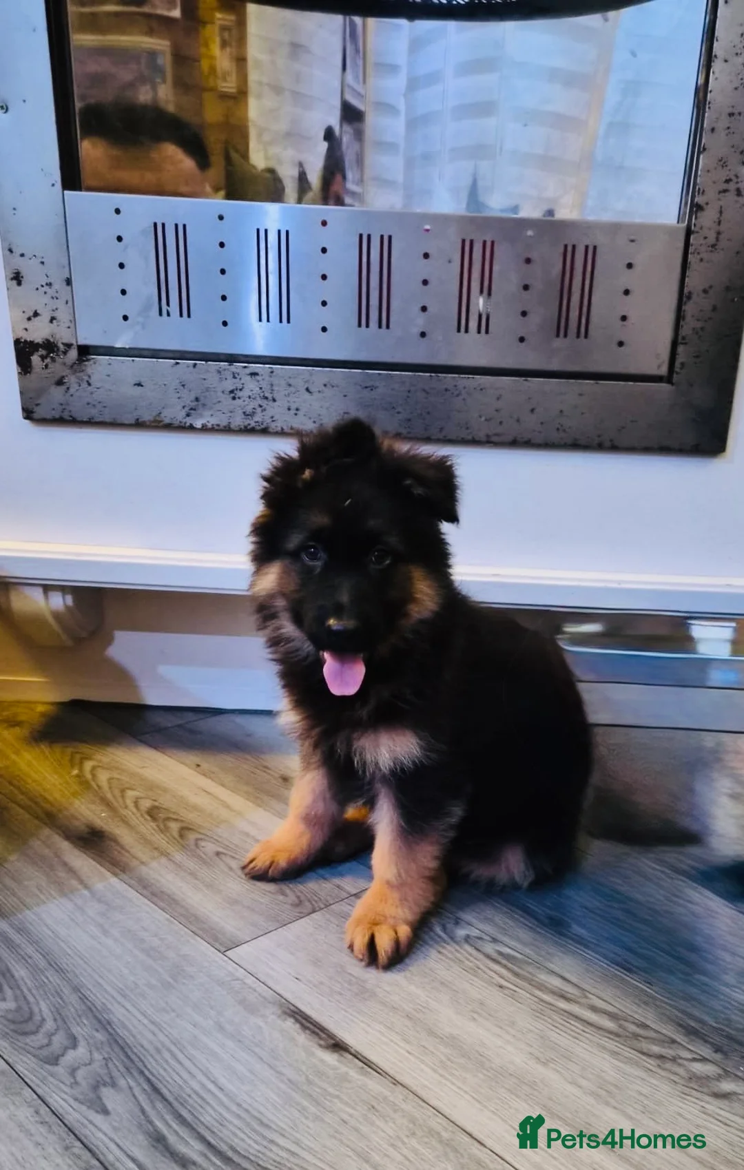 German Shepherd dogs for sale: Kc Registered Long Haired German Shepherd Puppies - Advert 38