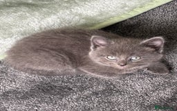 Mixed Breed cats for sale: British short hair kittens  - Image 3