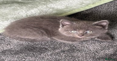 Mixed Breed cats - Advert 6