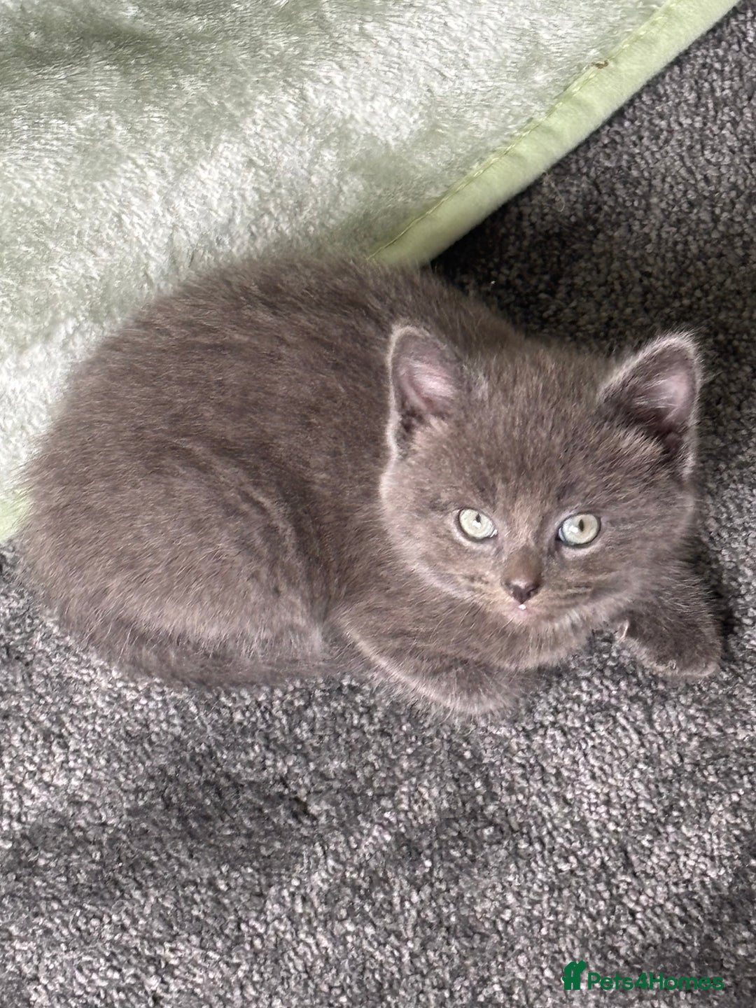Mixed Breed cats for sale: British short hair kittens  - Image 3