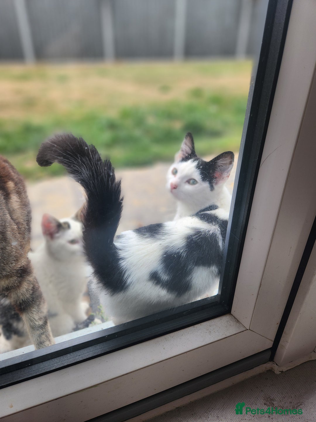 Domestic Shorthair cats for sale: Female kittens - Image 12