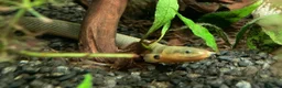 Other/Mixed Breed fish for sale: Rope Fish - Advert 2