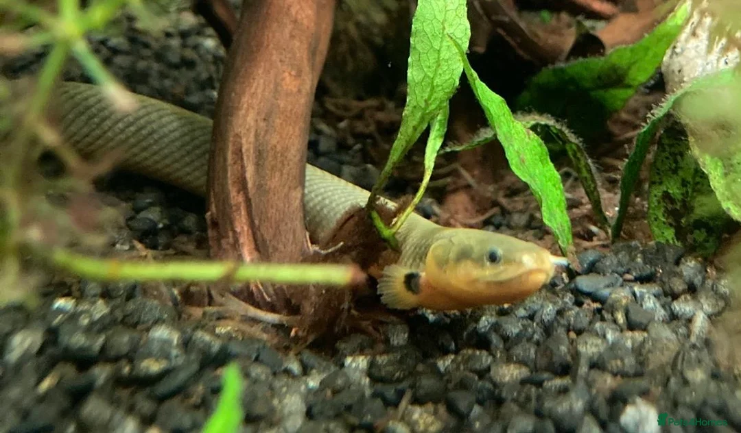 Other/Mixed Breed fish for sale: Rope Fish - Advert 2