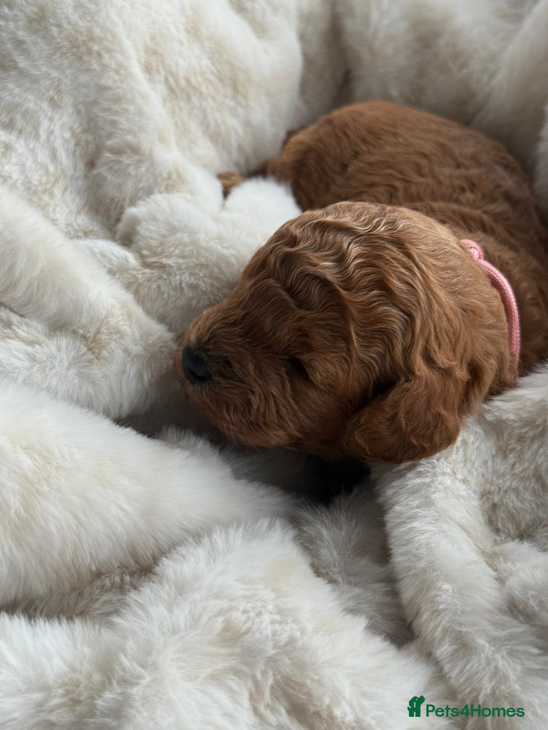 Cockapoo dogs for sale: Toy cockapoo - Advert 5