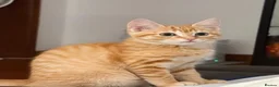 Mixed Breed cats for sale: Ginger cat in London - Advert 7