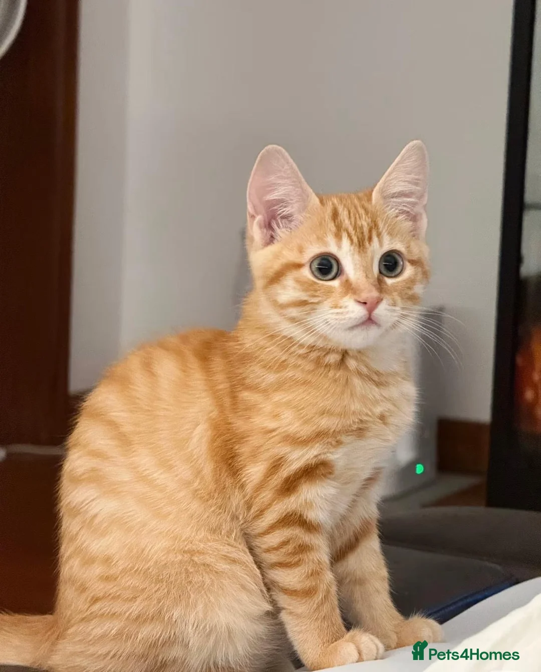 Mixed Breed cats for sale: Ginger cat in London - Advert 7