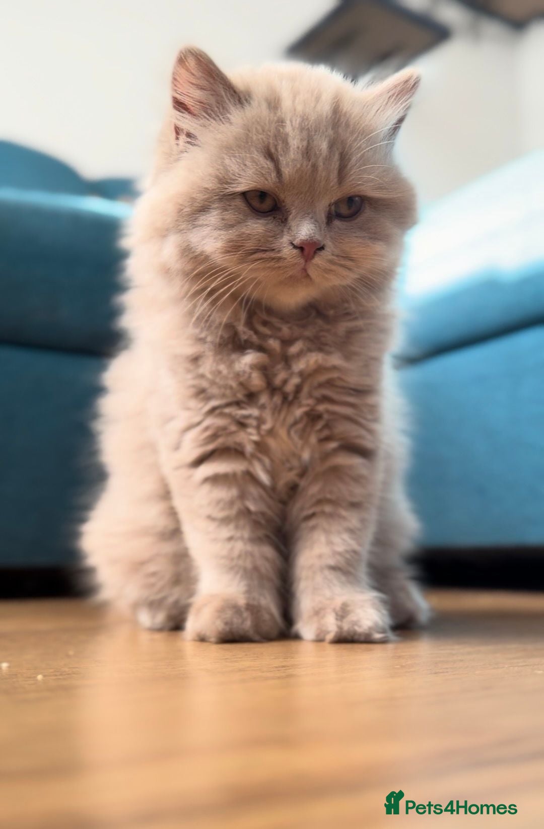 British Shorthair cats 🐾 GCCF 🤎 Maya – beautiful Cinnamon BSH - Advert 2