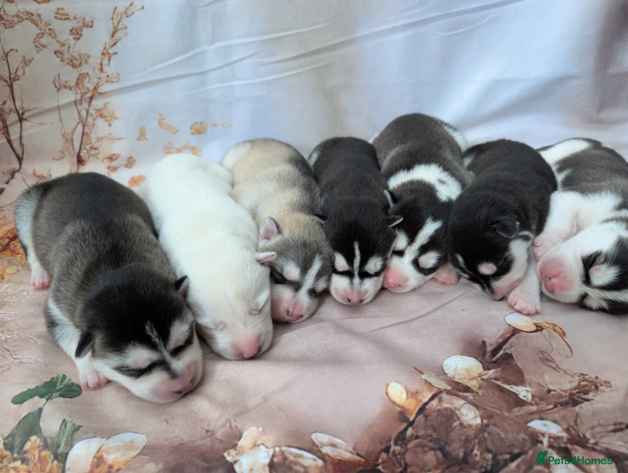 Siberian Husky dogs Beautiful Siberian husky puppies  - Advert 11