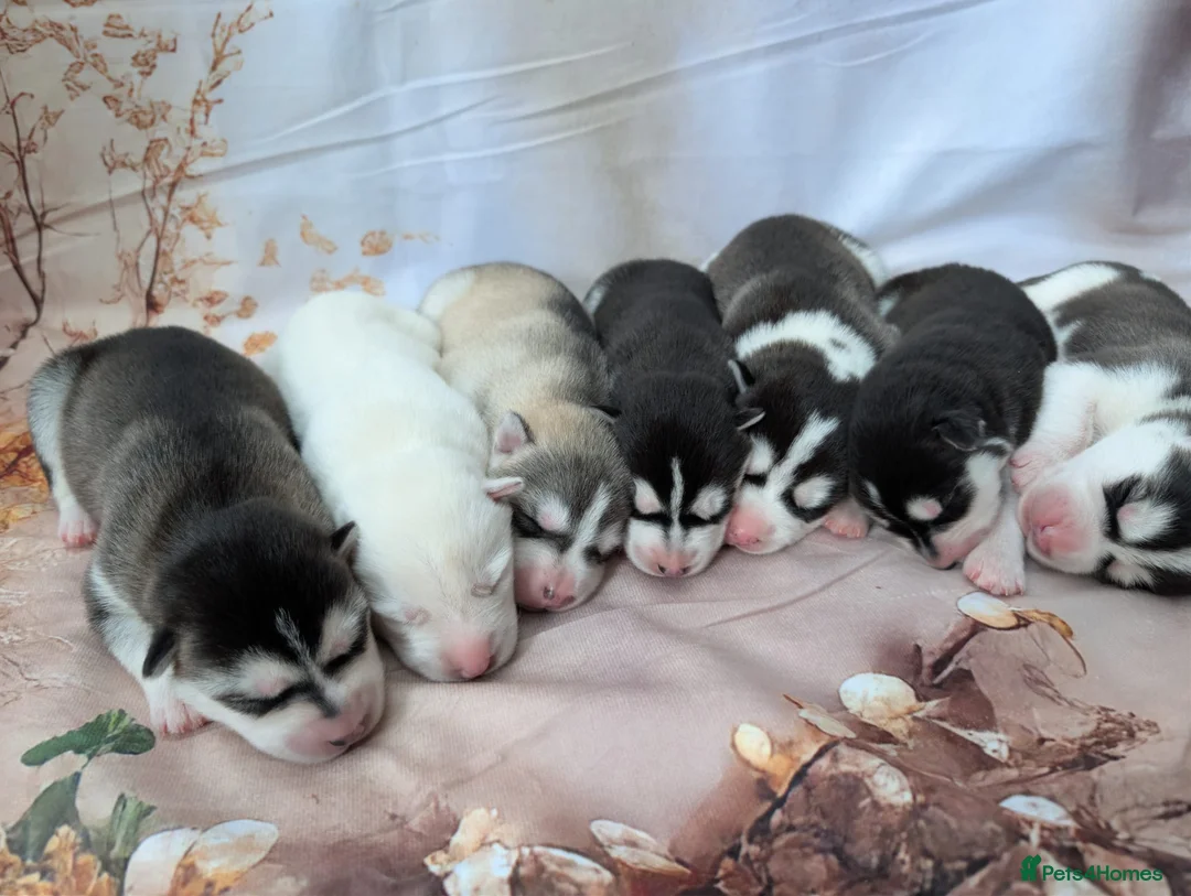 Siberian Husky dogs for sale: Beautiful Siberian husky puppies  in Blackpool - Advert 1