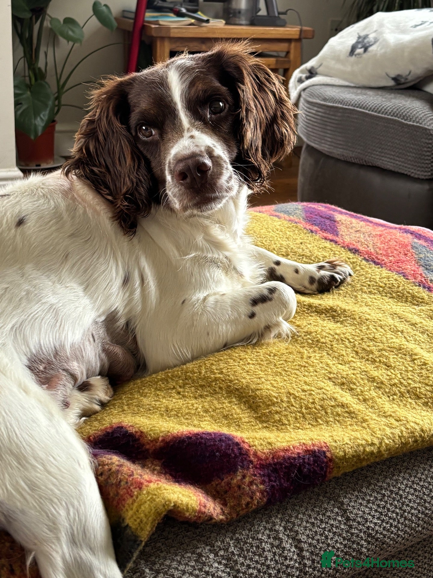 English Springer Spaniel dogs for sale: KC FTCH Springer Spaniels - Advert 2