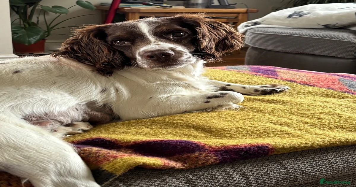 KC FTCH Springer Spaniels for sale in Yeovil | Pets4Homes