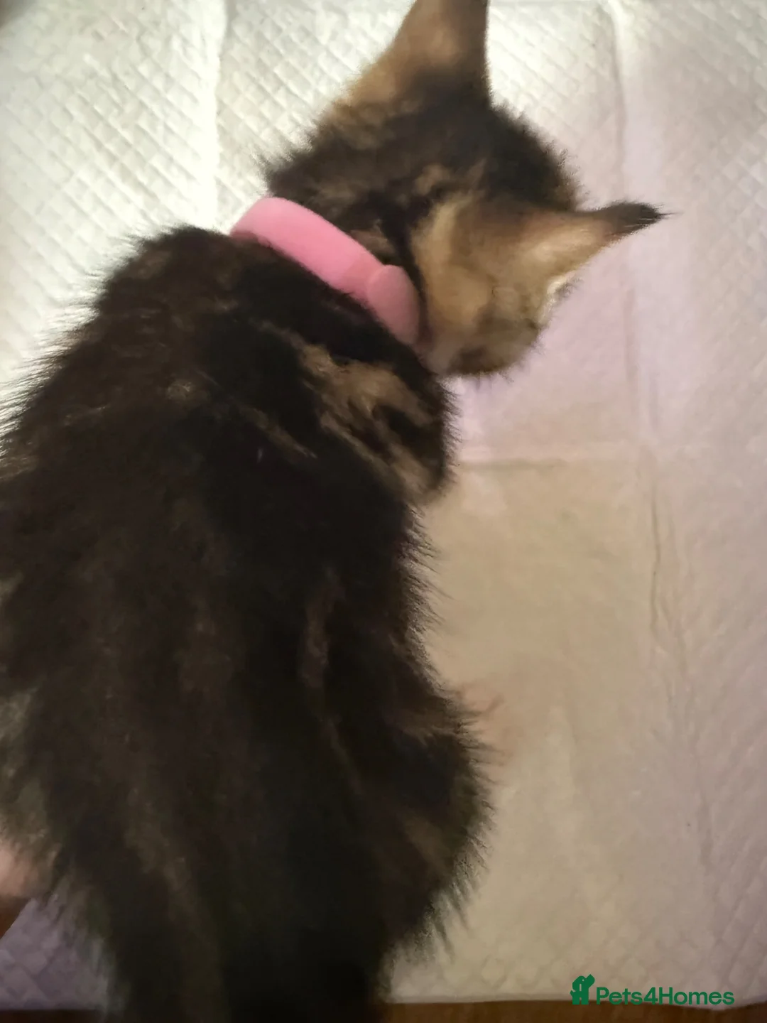 British Shorthair cats for sale: 6 British shorthair cross kittens  in Ramsgate - Advert 2
