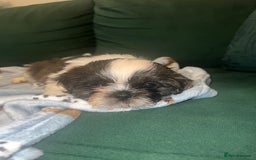 Shih Tzu dogs for sale: Puppies shih tzu - Image 2