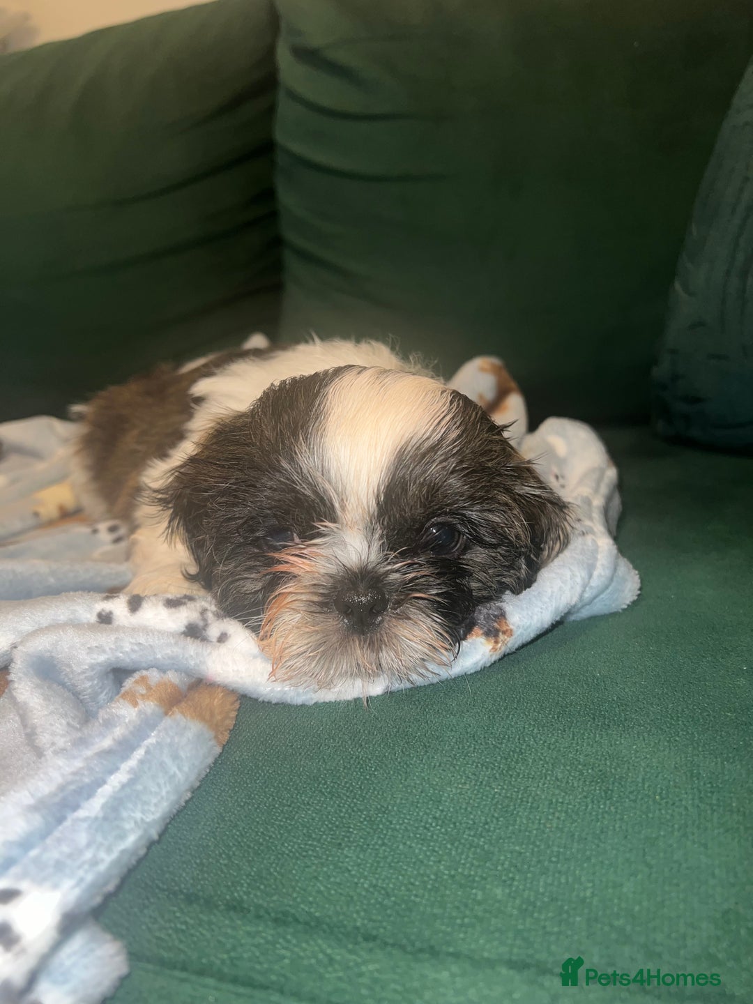 Shih Tzu dogs for sale: Puppies shih tzu - Image 2