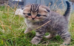 Scottish Fold cats for sale: 🆘🆘READY!🆘🆘Scottish shorthair  - Image 10