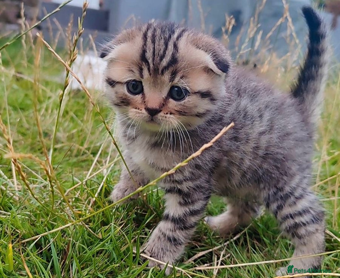 Scottish Fold cats for sale: 🆘🆘READY!🆘🆘Scottish shorthair  - Image 10