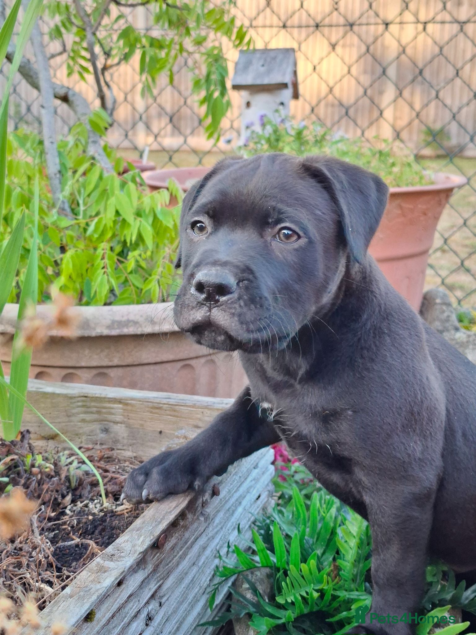 Mixed Breed dogs American bulldog cross dogue de bordeaux  - Advert 1