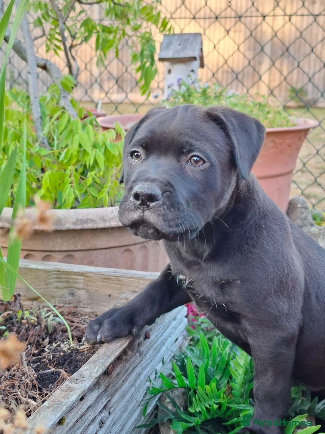 Mixed Breed dogs for sale: American bulldog cross dogue de bordeaux  - Advert 1