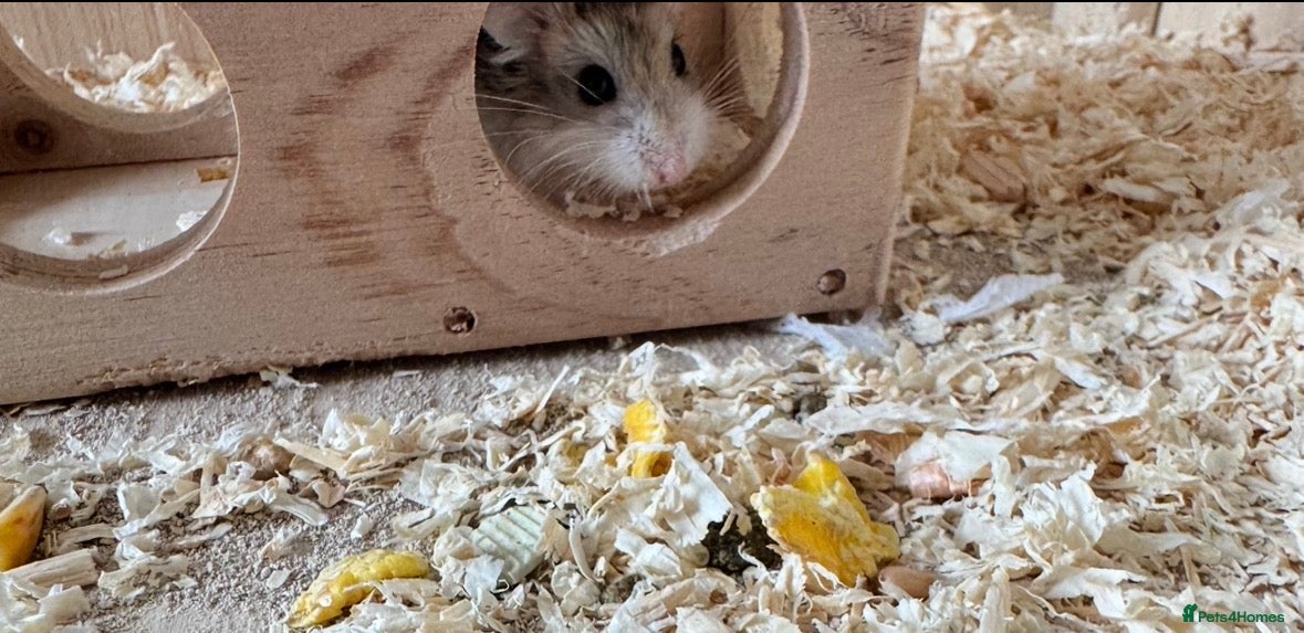 Hamster rodents Hamster free to good home  - Advert 8