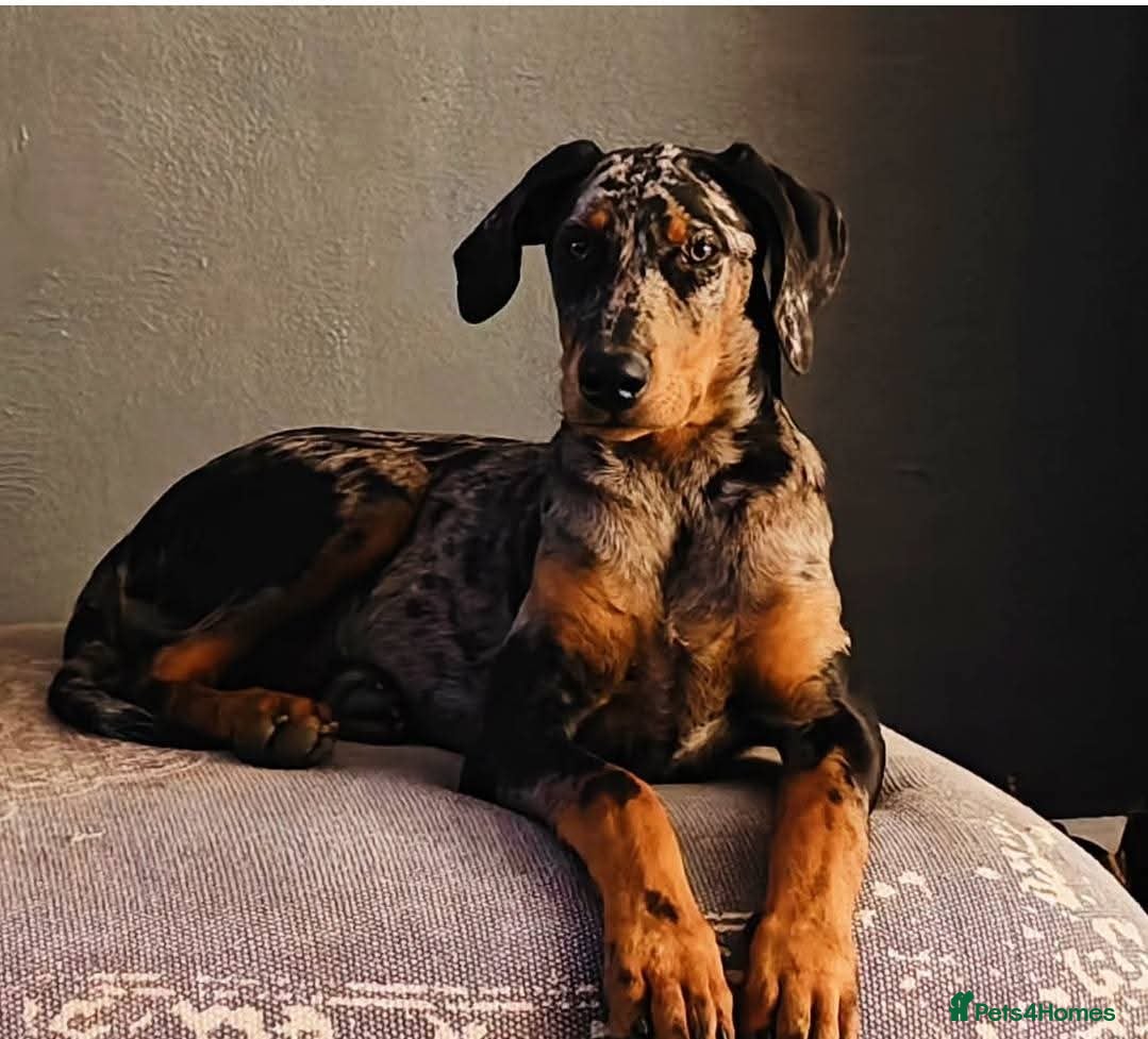Mixed Breed dogs Champ KC registered Doberman & Beaceron puppies. - Advert 2