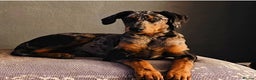 Mixed Breed dogs for sale: Champ KC registered Doberman & Bauceron puppies. - Advert 4