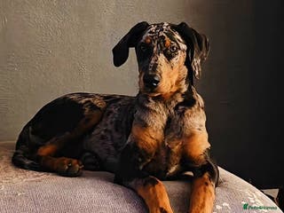 Mixed Breed dogs Champ KC registered Doberman & Beaceron puppies. - Advert 5