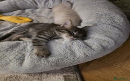 Ragcoon cats for sale: Ragcoon Kittens - Image 5