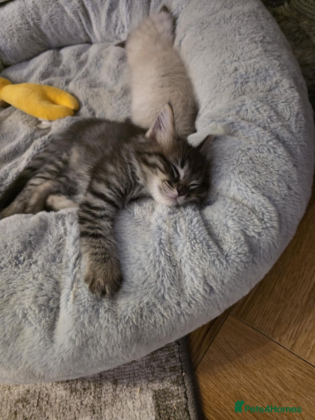 Ragcoon cats for sale: Ragcoon Kittens - Image 5