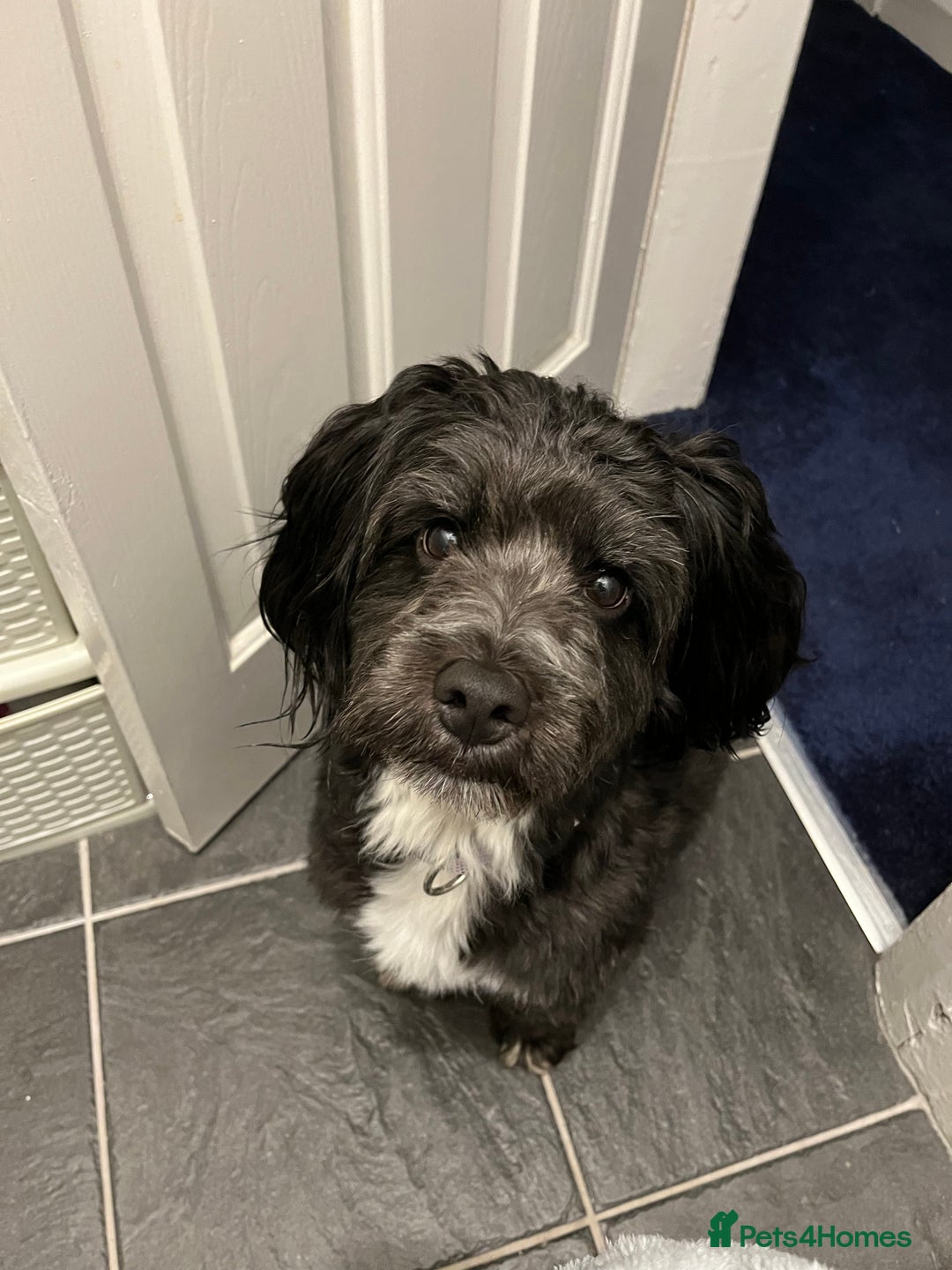 Jackapoo dogs for sale: Teddys needs a home - Advert 6