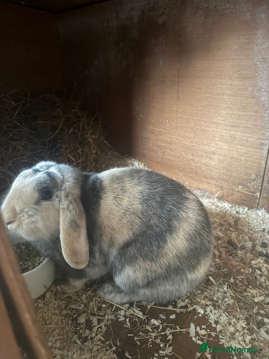 Mini Lop rabbits for sale: Beautiful Bunny For Sale - Advert 4
