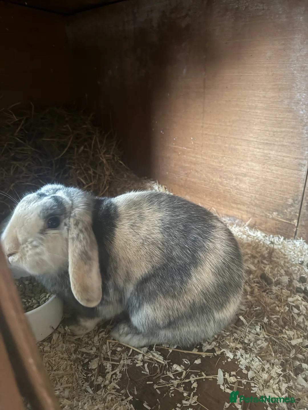 Mini Lop rabbits for sale: Beautiful Bunny For Sale - Advert 4
