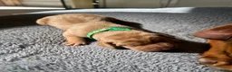 Hungarian Vizsla dogs for sale: 5 handsome hungarian vizsla puppies for sale - Advert 34