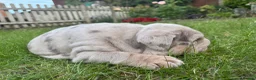 English Bulldog dogs for sale: Top Quality English Bulldog Pups Not Your Usual  in Colchester - Advert 8
