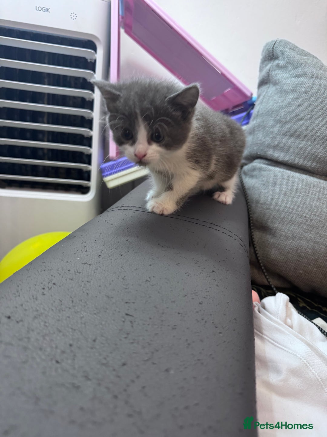 Mixed Breed cats for sale: Beautiful kittens looking new home 🐱🧡 - Advert 8
