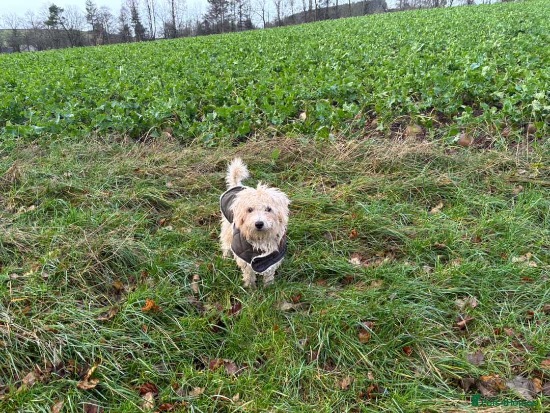 Mixed Breed dogs for sale: Georgie jackapoo 9 months  - Advert 8