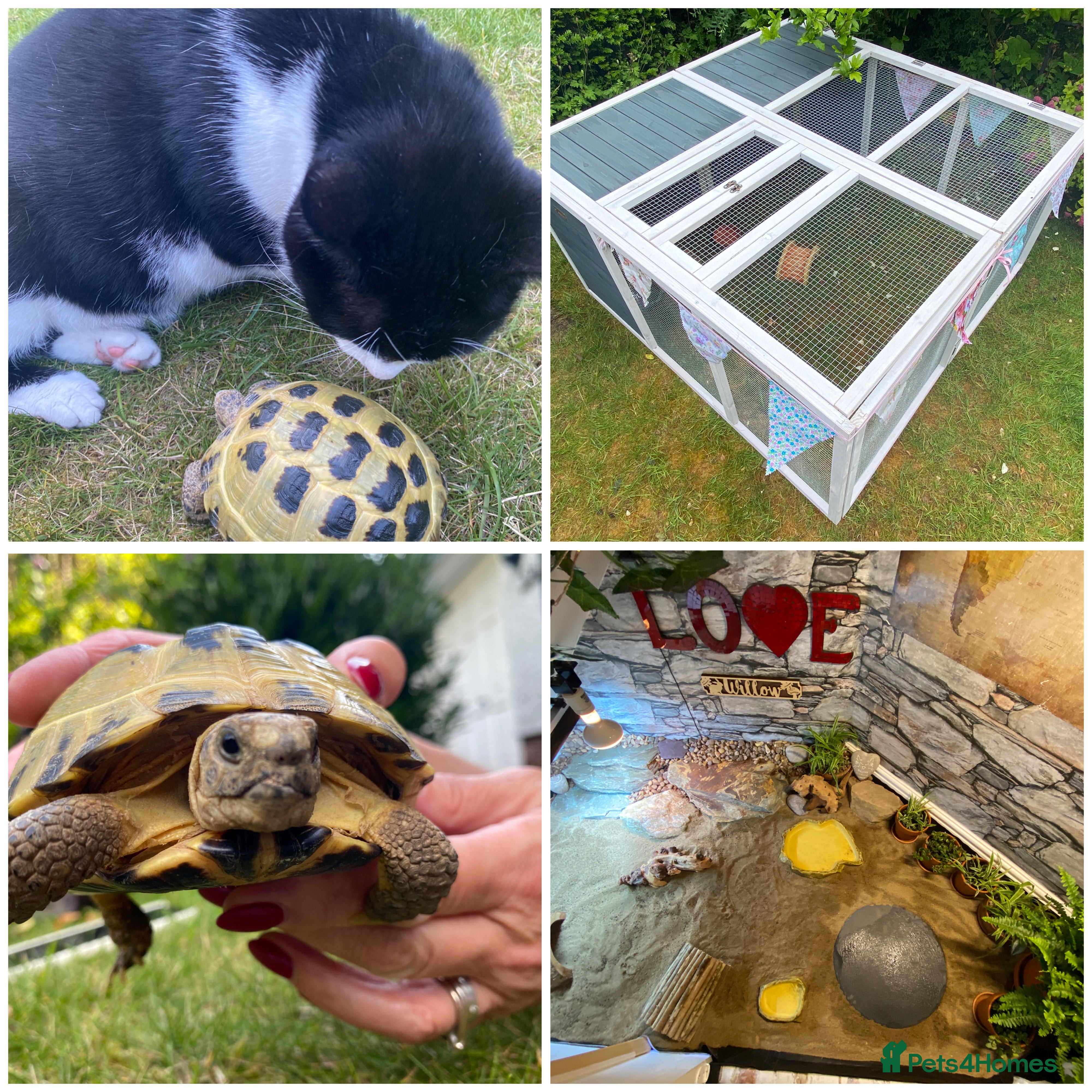 Tortoise reptiles Female horsefield tortoise for rehoming in Altrincham - Advert 1