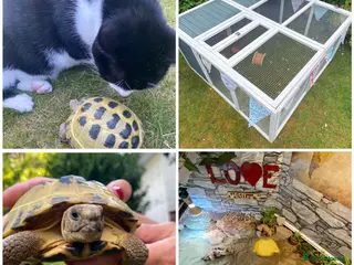 Tortoise reptiles Female horsefield tortoise for rehoming in Altrincham - Advert 1