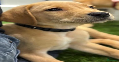 Labrador Retriever dogs - Advert 7