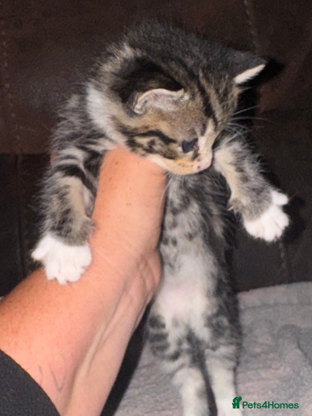 Maine Coon cats for sale: 3 beautiful part Maine coon kittens  - Image 9