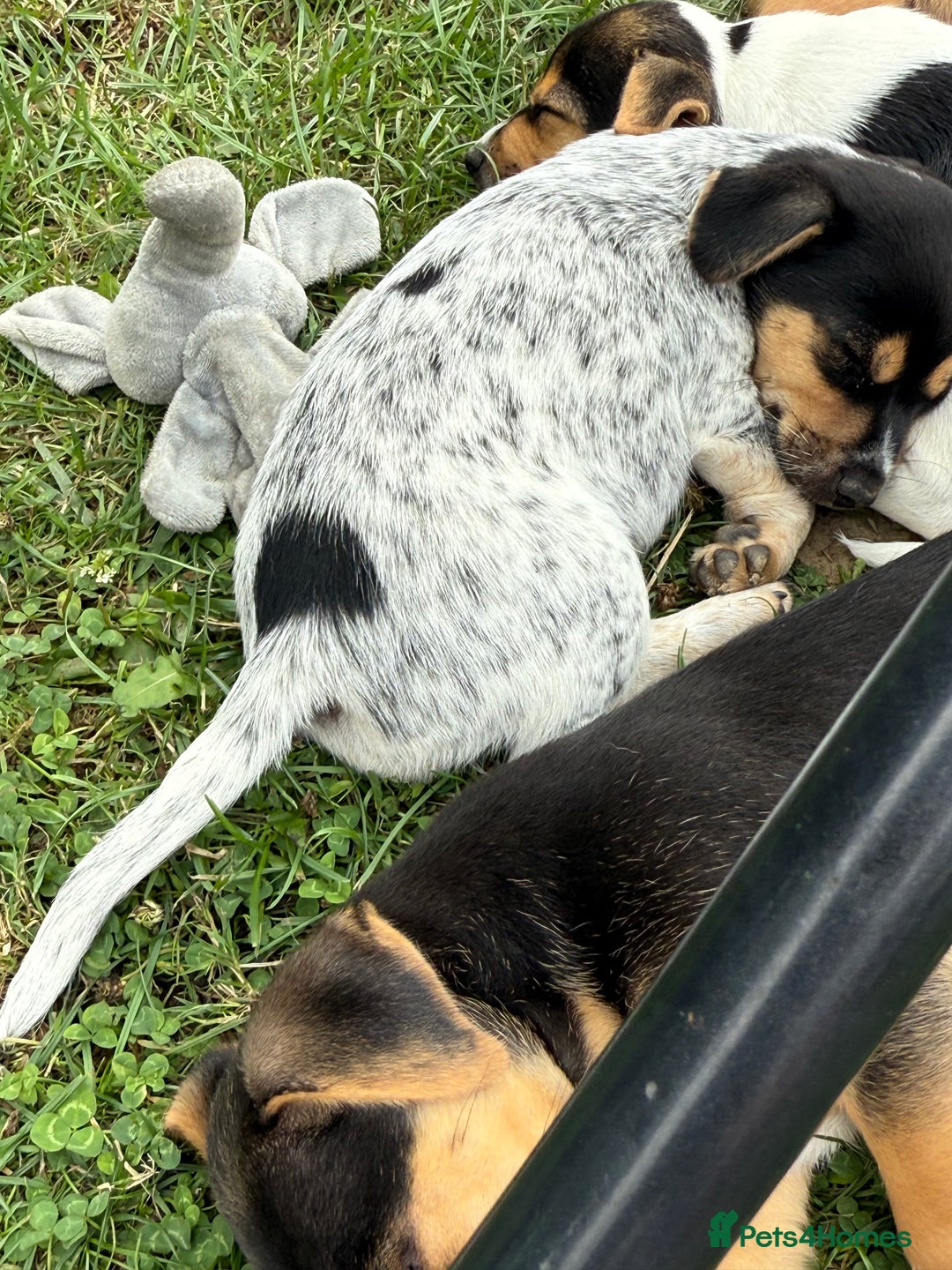 Jack Russell dogs for sale: 🐾Jack Russell Puppies🐾 - Image 37