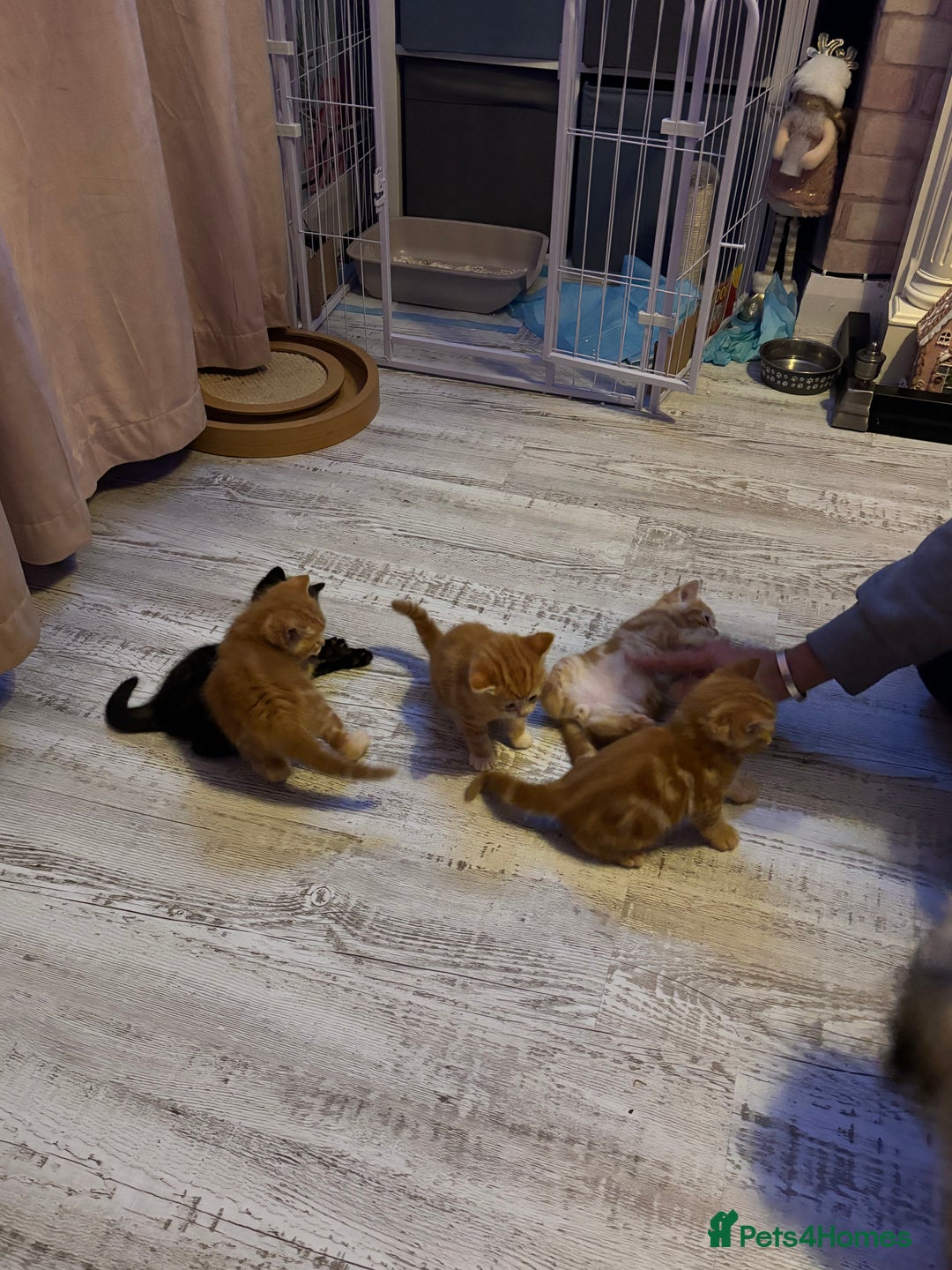 Ragdoll cats for sale: !!!Ready to reserve Ragdoll babies!!!  - Advert 8