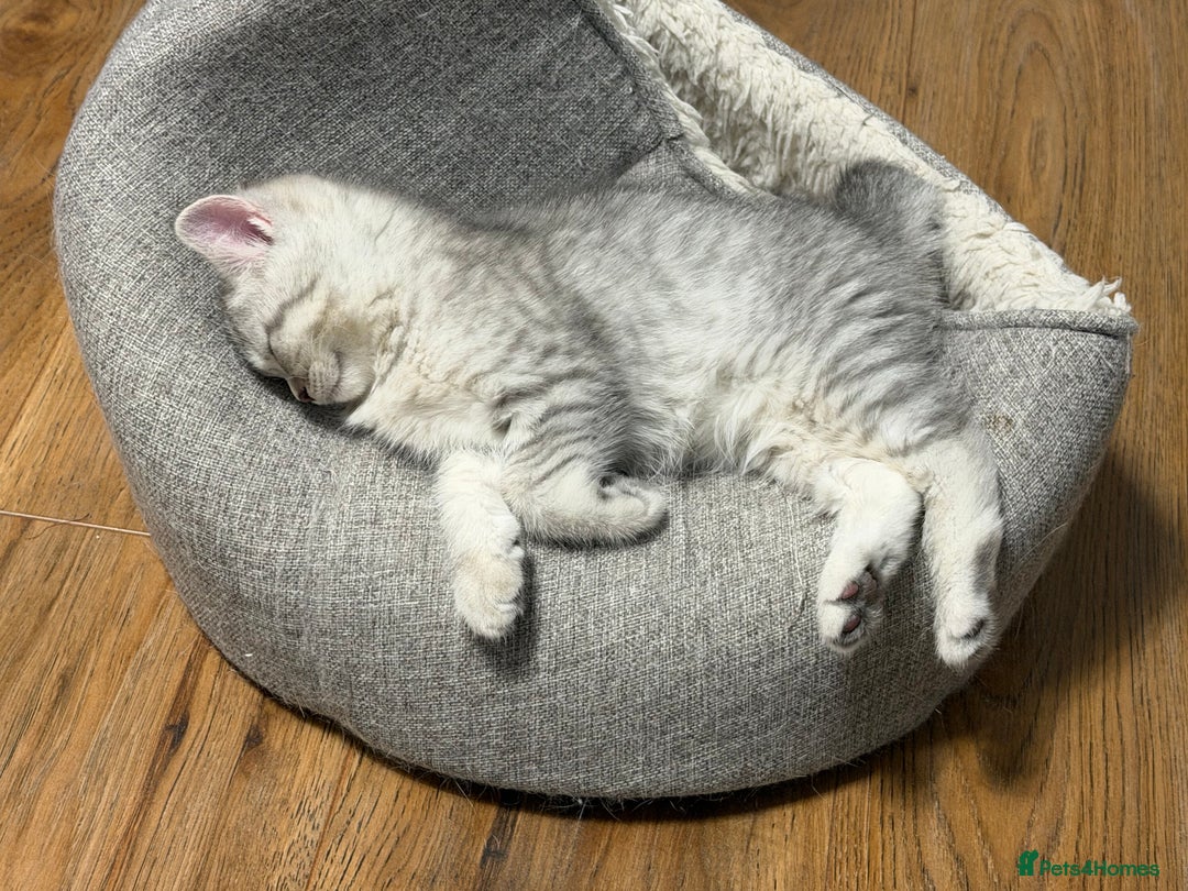 Scottish Fold cats for sale: Perfect  **  - Advert 13