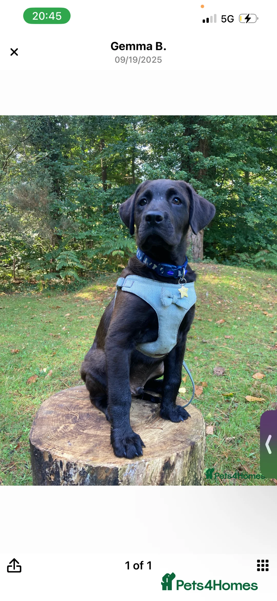 Mixed Breed dogs for sale: Dogue de Bordeaux X Borador puppies - Advert 9