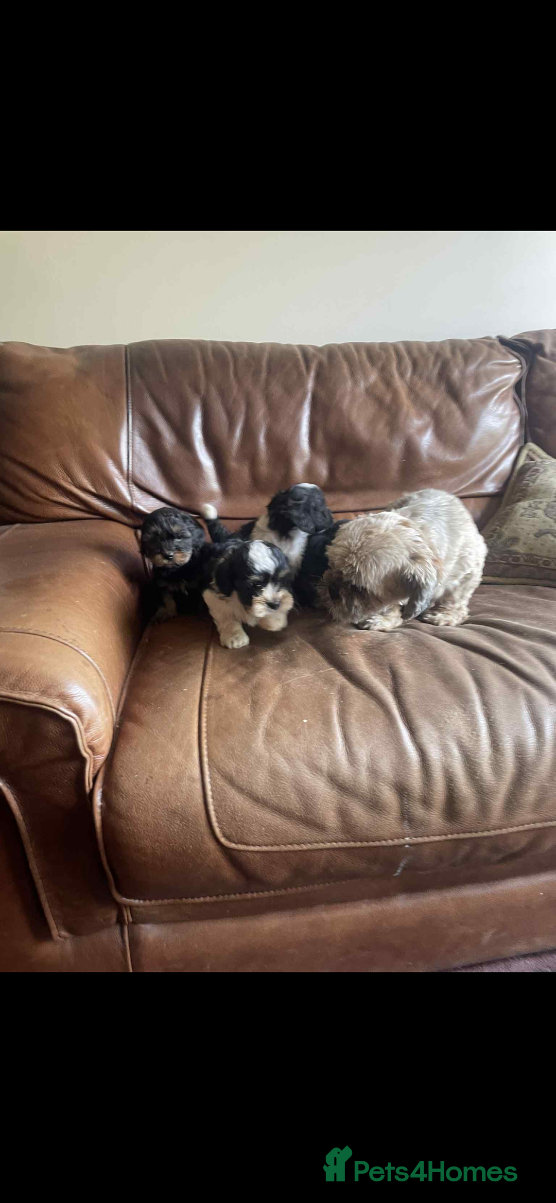 Lhasa Apso dogs for sale: Pedigree Lhasa Apso puppies  - Image 7