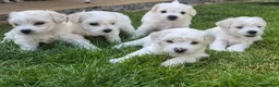 Bichon Frise dogs for sale: Bichon Frise 2 boys 3 girls - Advert 29
