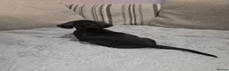 Dachshund dogs for sale: Miniature dachshund  in Thatcham - Advert 12